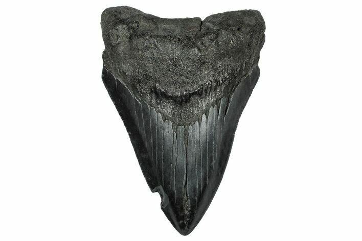 Serrated, Fossil Megalodon Tooth - South Carolina #332212